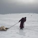Erdene Tuya, 29 años, arrastra una oveja muerta a causa del dzud (inverno mongol) hacia un pequeño cementerio cerca de su yurta.